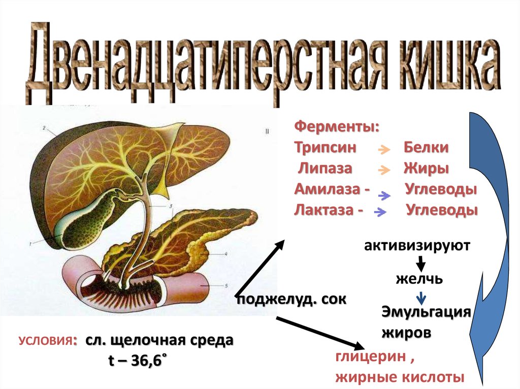 12 перстная кишка фото