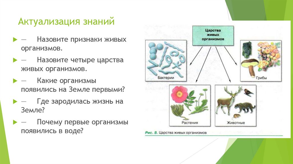 1 живые организмы на земле появились где