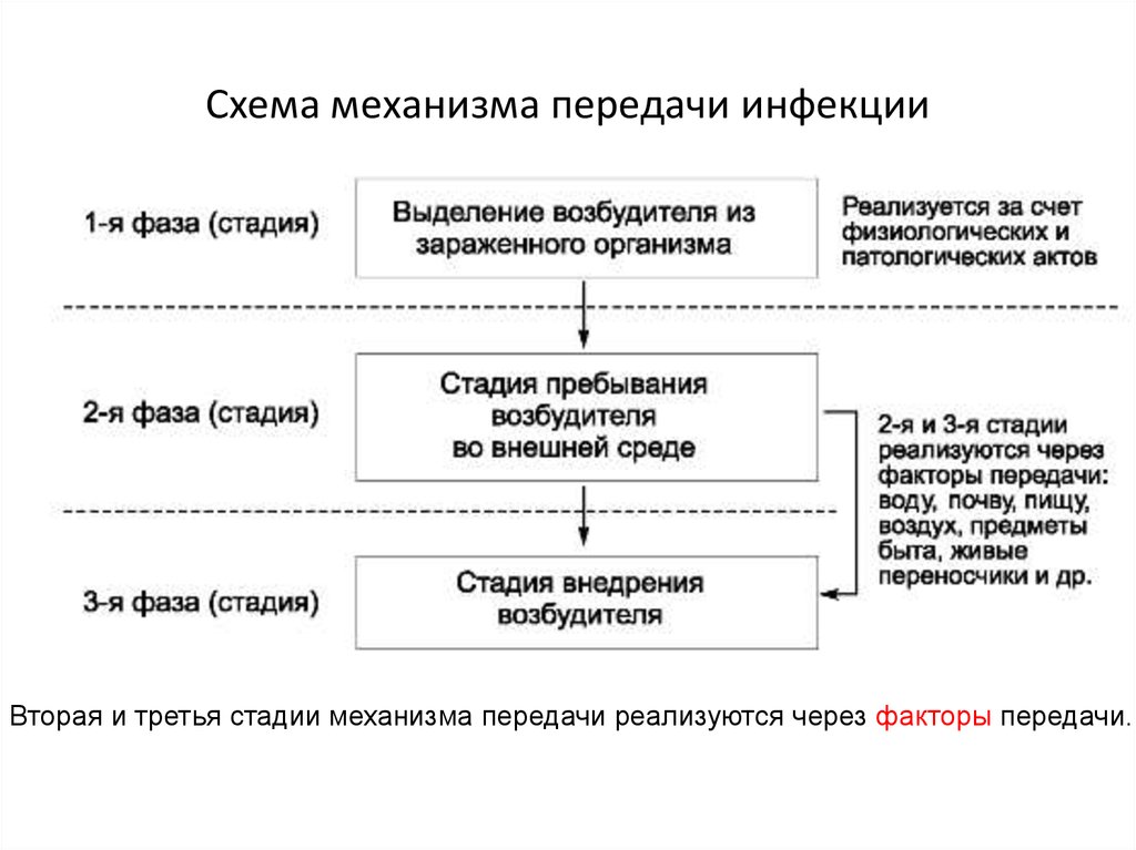 Механизм передачи возбудителя инфекции схема