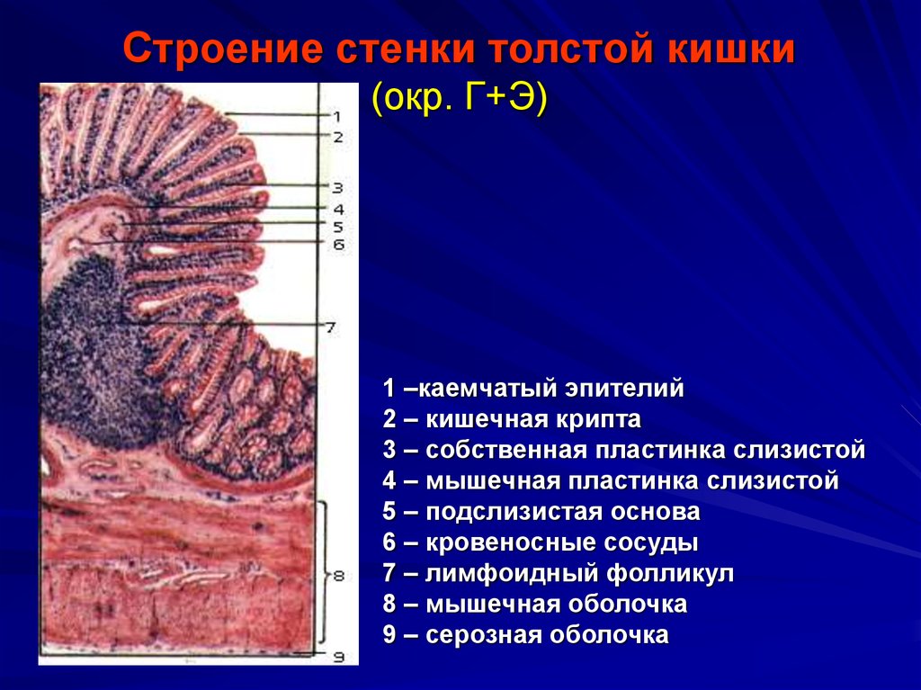 Толстая оболочка. Толстая кишка строение гистология препарат. Складка толстой кишки гистология. Слизистая толстой кишки гистология. Толстая кишка кишка гистология препарат.