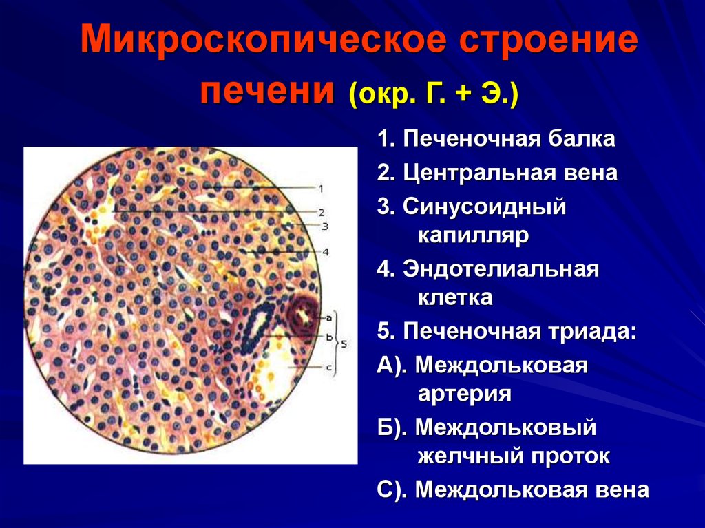 Микроскопическое строение печени (окр. Г. + Э.)