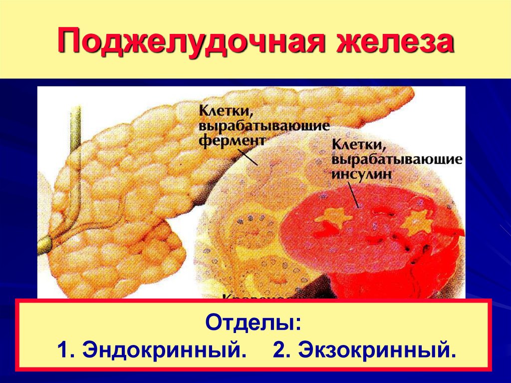 Отделы железы. Строение поджелудочной железы. Функциональные пробы поджелудочной железы. Поджелудочная железа гистология презентация. Экзокринная и эндокринная функции печени.