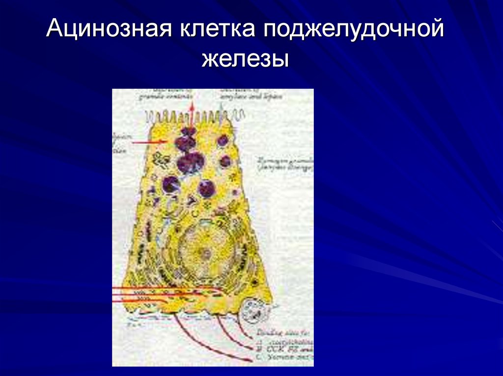 Ацинозная клетка поджелудочной железы
