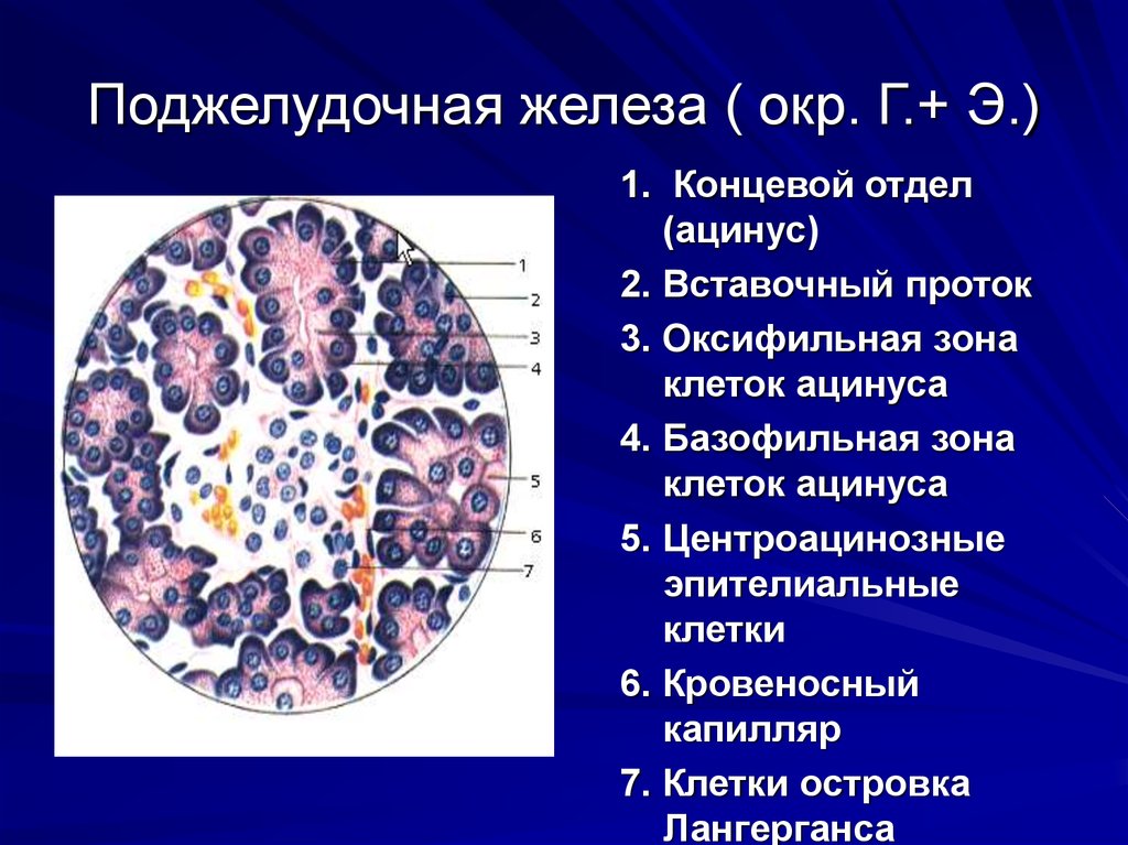 Г желез. Концевой отдел поджелудочной железы гистология. Клетки поджелудочной железы гистология. Поджелудочная железа. Окр. Г+Э.. Центроацинозные клетки поджелудочной железы.