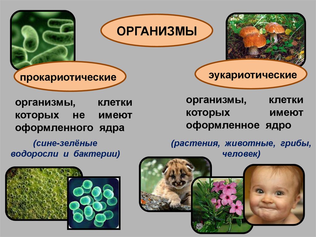 Какие организмы относятся к данной группе. Прокариотические организмы. Прокариотические организмы и их роль в биоценозах. Прокариотическая организ. Примеры прокариотических организмов.