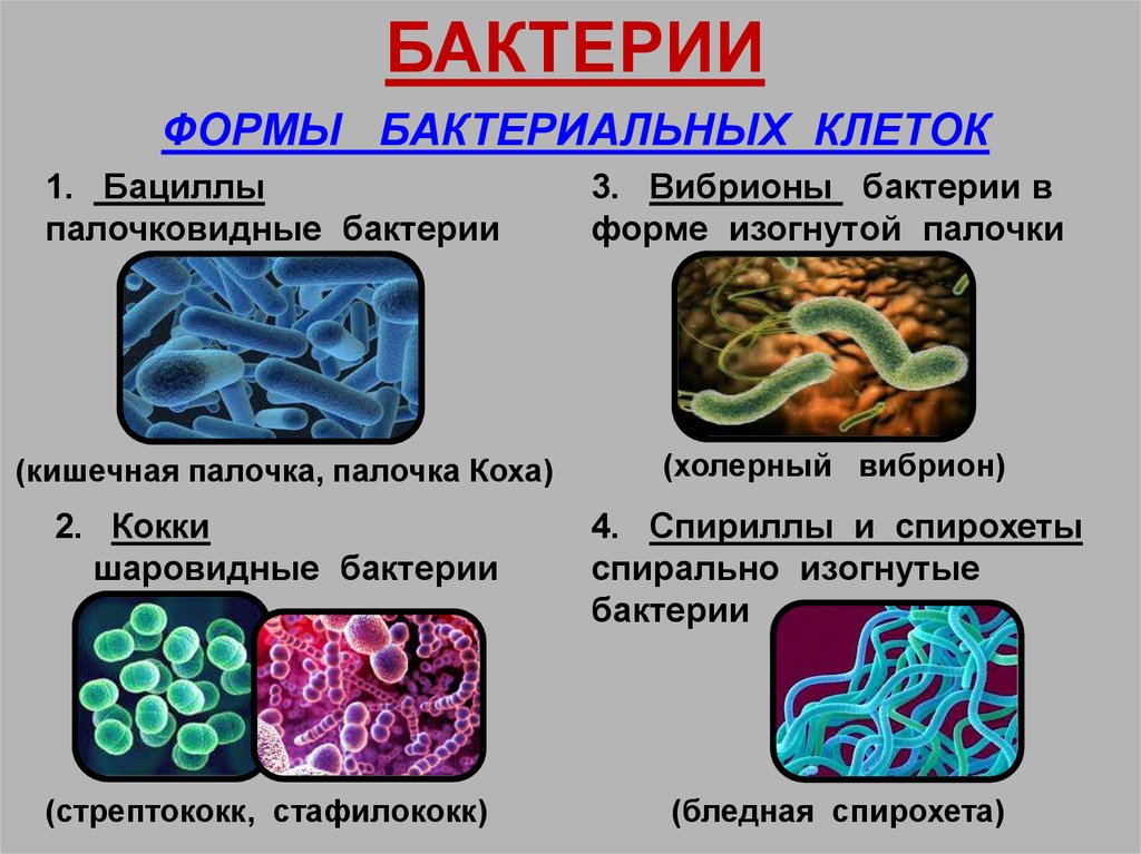 Биология 7 класс бактерии доядерные организмы. К прокариотическим организмам относятся. Клеточное строение холерной вибрион. Назовите микроорганизмы с прокариотическим типом клетки. Прокариотические организмы примеры.