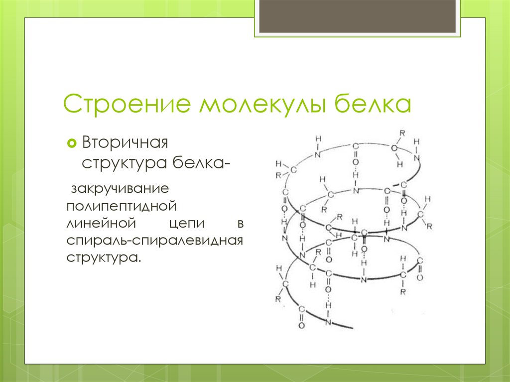 Строение молекулы белка