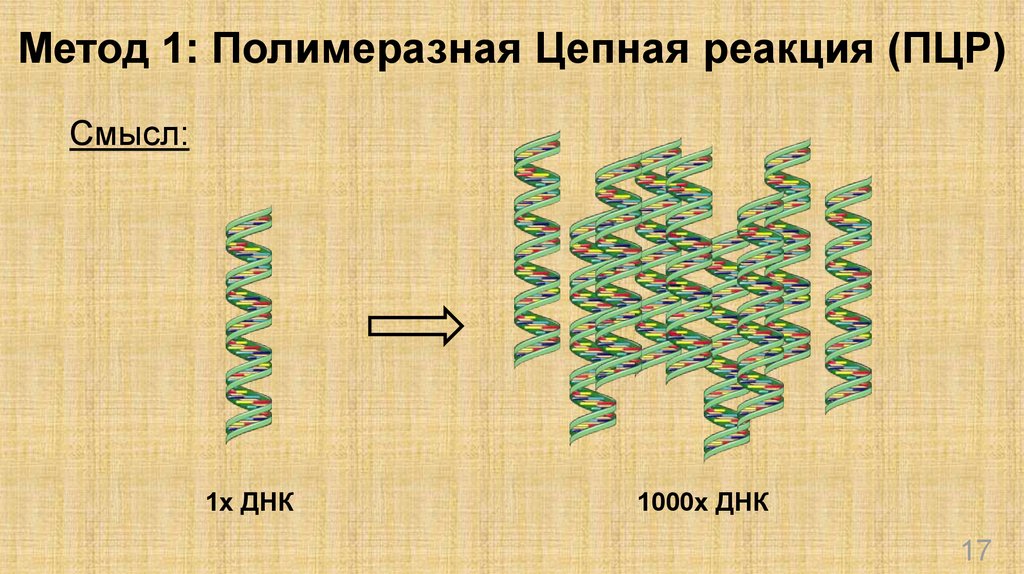 Полимеразная цепная реакция. ДНК X,. Цепная реакция в природе животных. ДНК 64 туру.