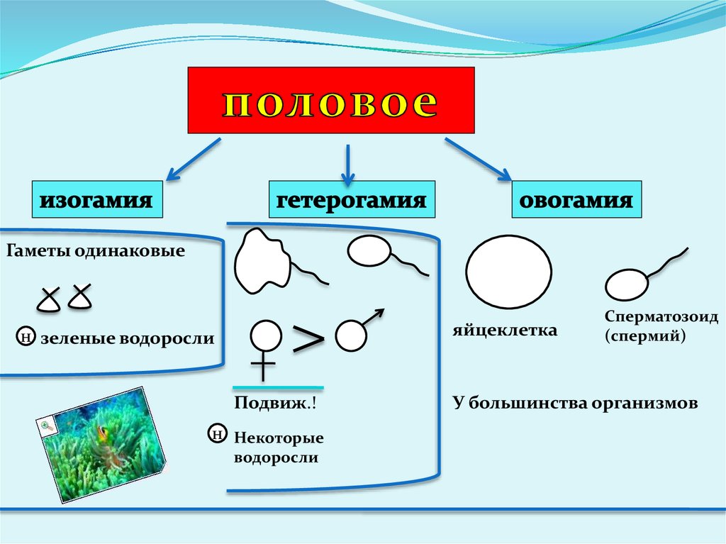 Изогамия. Хологамия изогамия гетерогамия оогамия. Изогамия анизогамия оогамия. Изогамия гетерогамия. Половое размножение анизогамия.