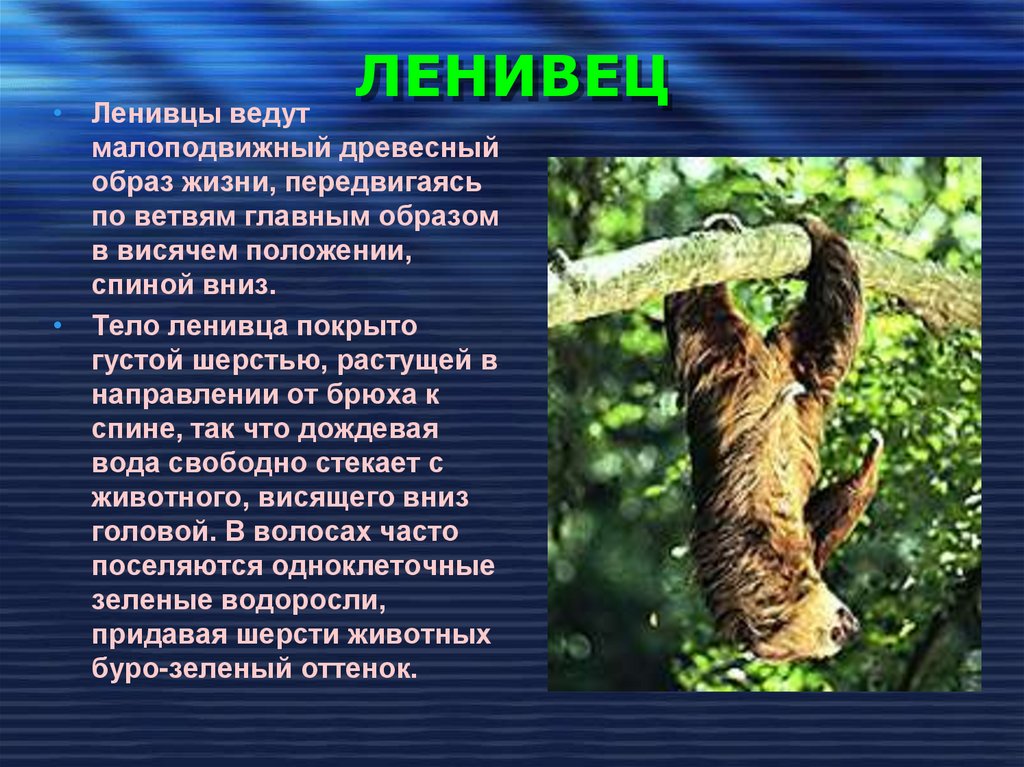 Ленивец где обитает на каком. Ленивец. Образ жизни ленивца. Древесный образ жизни. Ленивец и водоросли симбиоз.