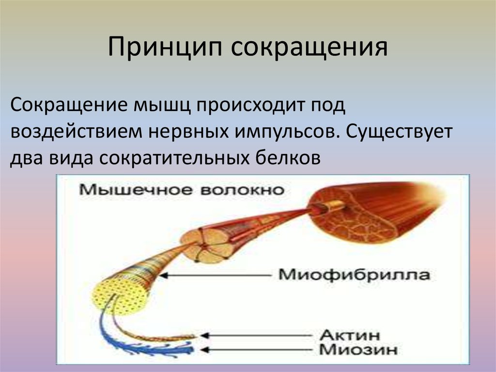 Проведение нервного импульса уровень организации живой природы