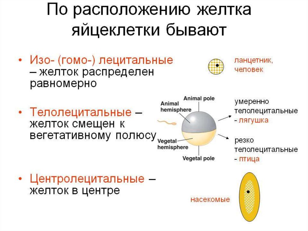 Лабораторная работа. Гаметогенез - online presentation