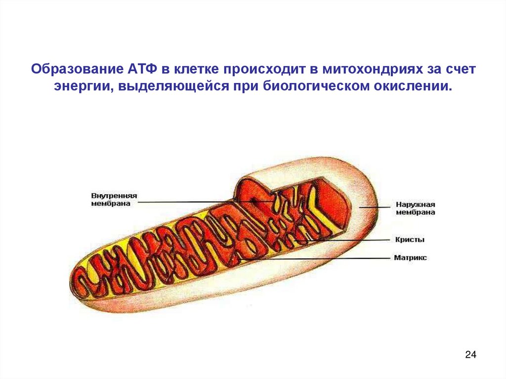 Происходит образование. АТФ клетка митохондрии. Образование АТФ В митохондриях. Митохондрия функции биологическое окисление. Биологическое окисление в митохондриях.