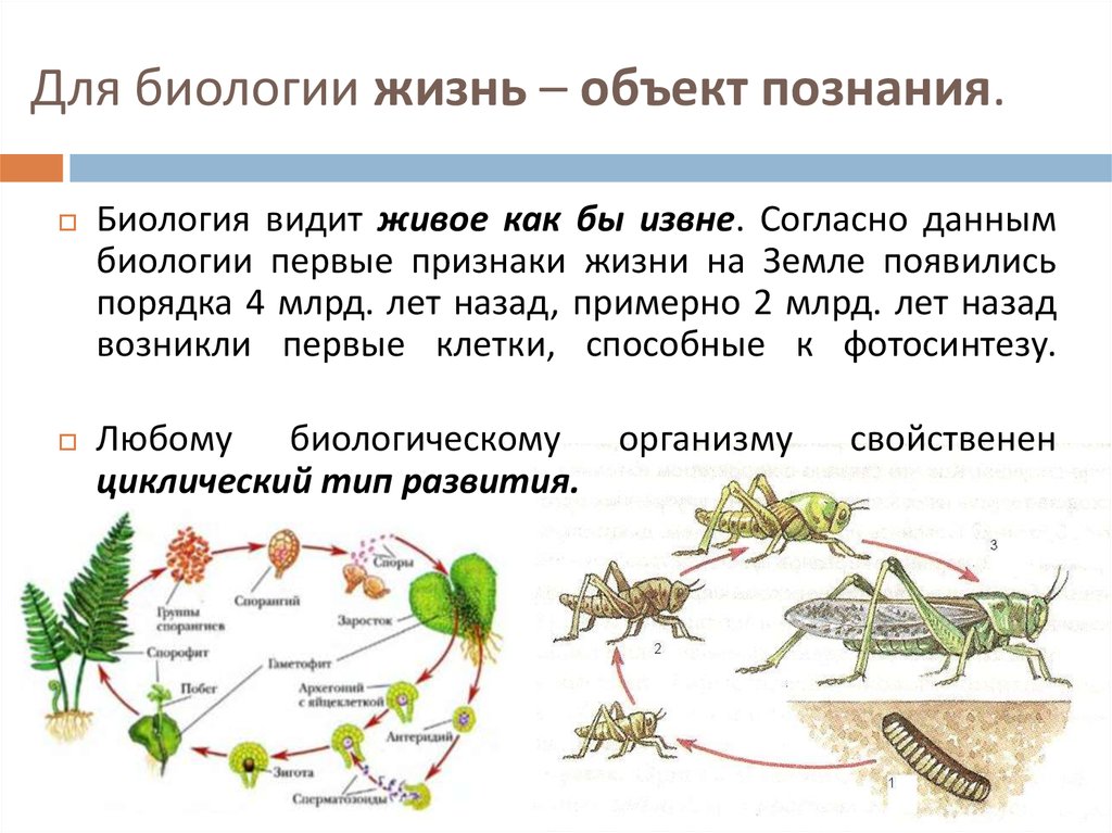 Определите жизненные формы организмов