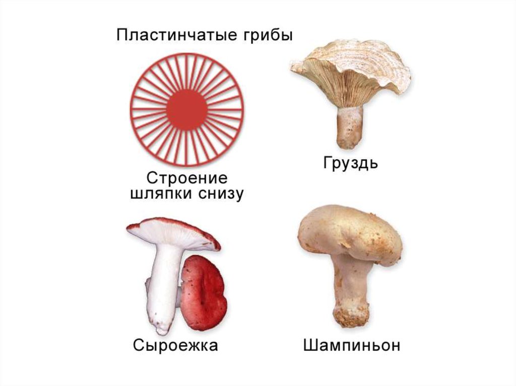 Строение трубчатого гриба рисунок схема