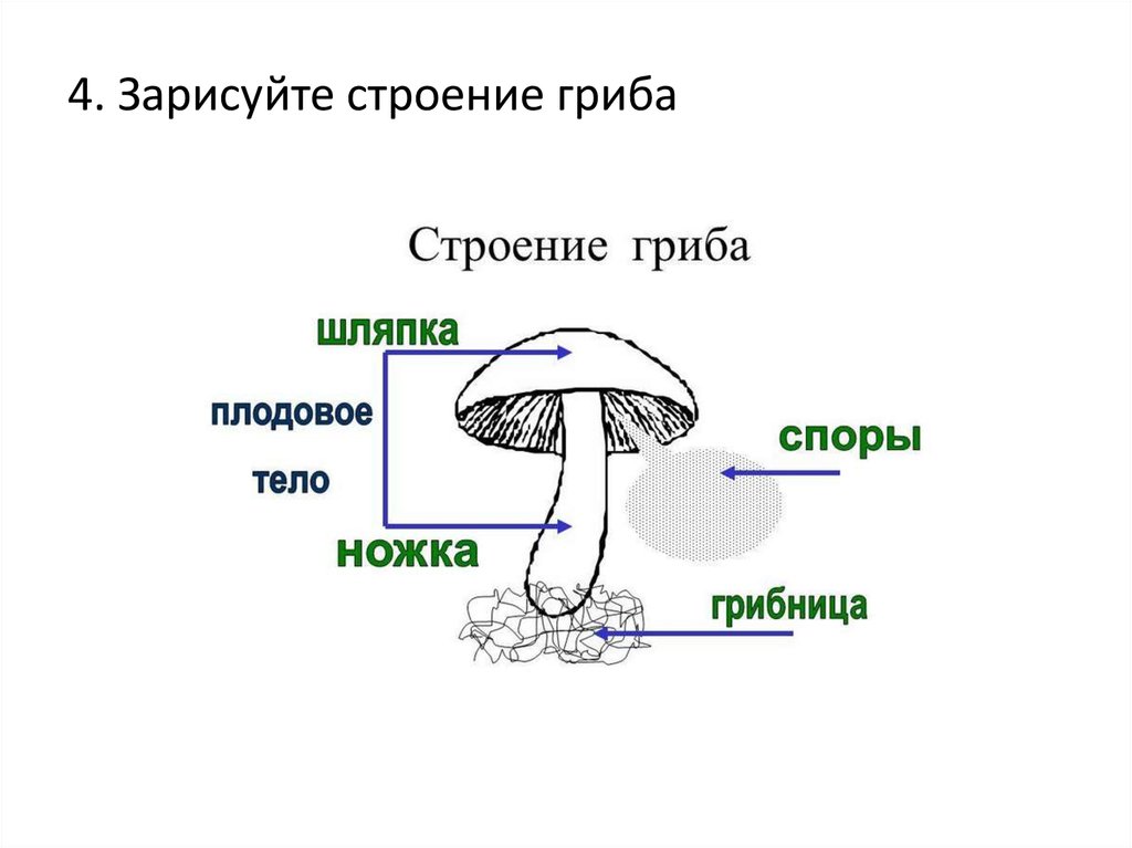 Строение гриба и растения. Строение шляпочного гриба ЕГЭ. Строение ножки шляпочного гриба. Строение шляпочного гриба карточка. Строение тела гриба грибница.