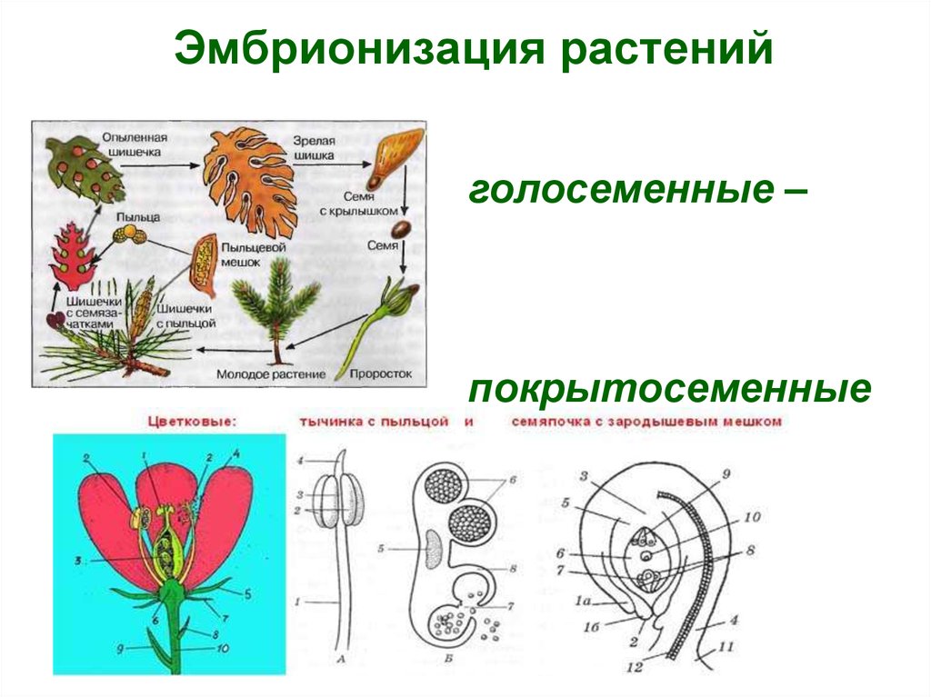 Эволюция цветка покрытосеменных. Макроэволюция растений. Цветковые и Голосеменные растения. Онтогенез покрытосеменных. Эволюция цветковых растений.