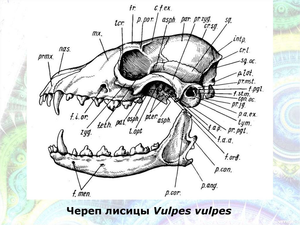Изучите строение черепа млекопитающего. Схема строения черепа млекопитающих. Череп лисицы строение. Анатомия черепа млекопитающих.