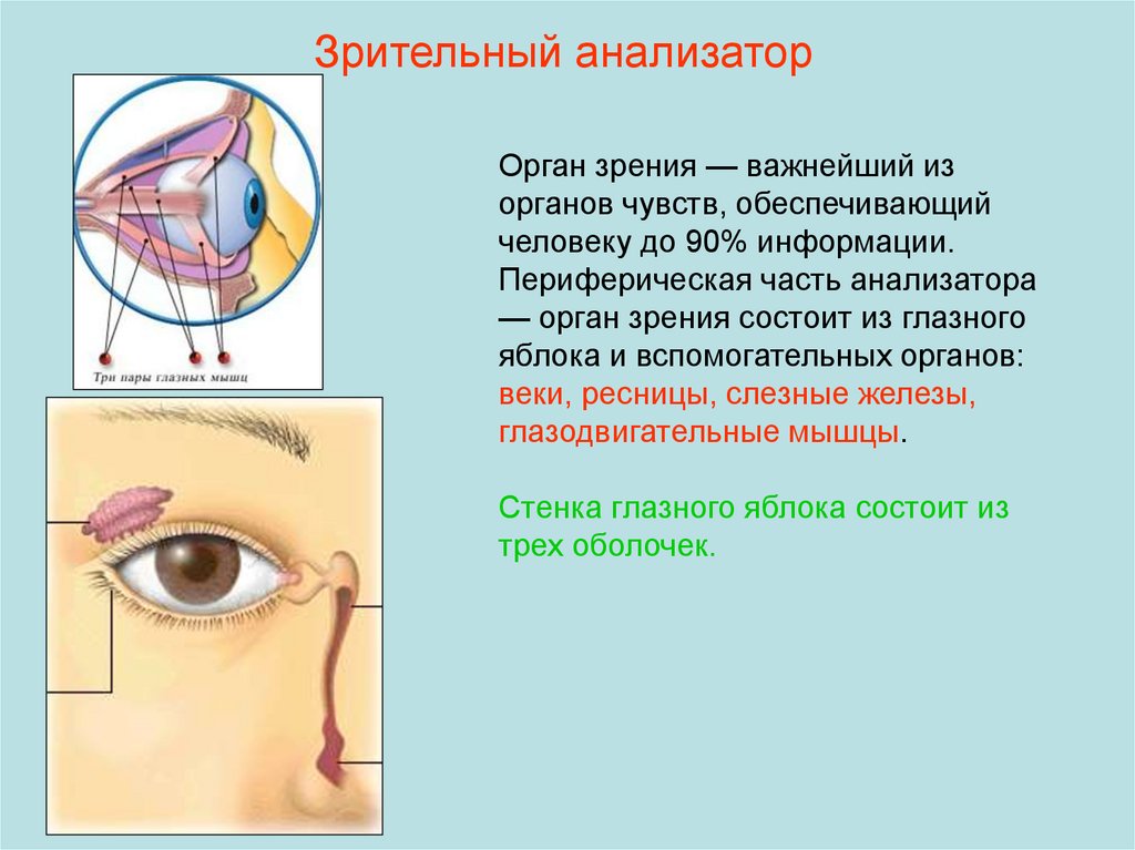 Орган зрения презентация