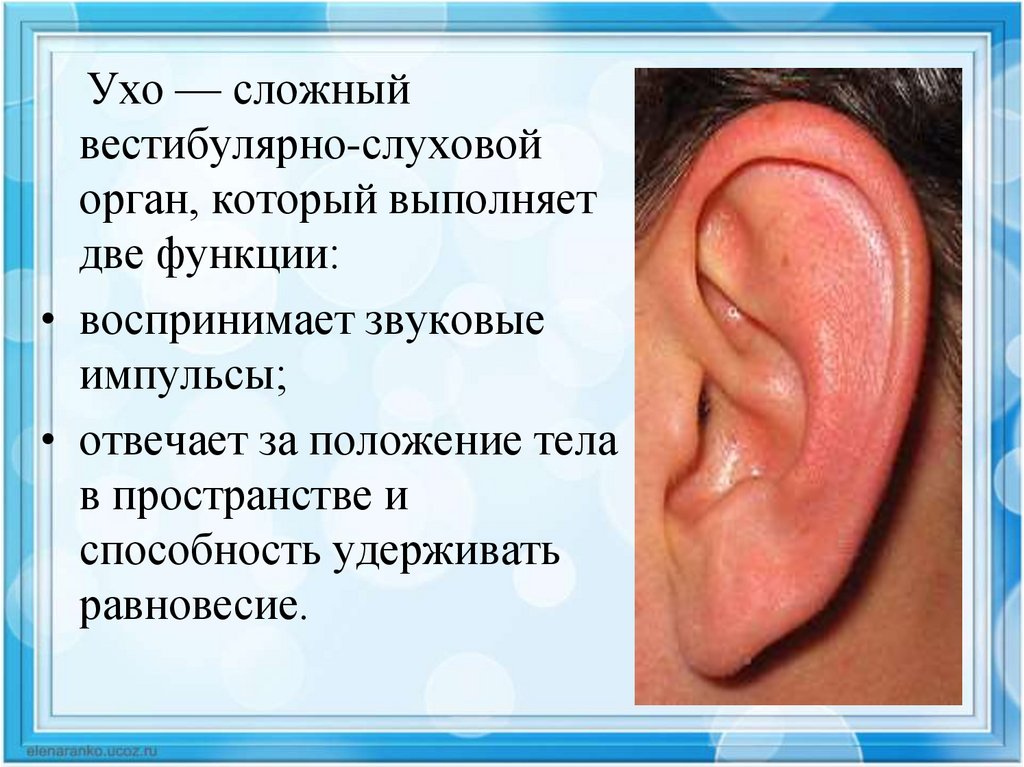 Правда ухо. Сообщение ухо орган слуха. Ухо человека презентация.