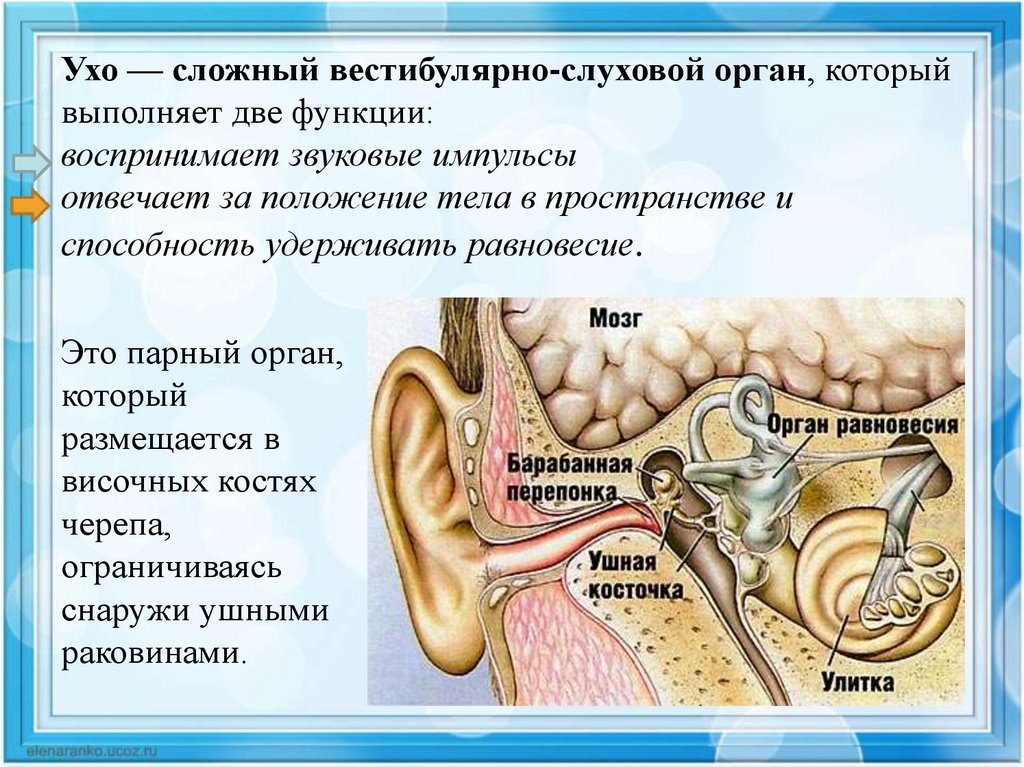 В каком органе слуха размещаются слуховые косточки. Строение и функции органов уха. Слуховой анализатор анализатор. Строение слухового органа человека. Строение органа слуха.
