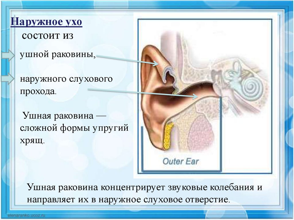 Орган слуха характеристики. Наружное ухо состоит из. Наруюнле ухо состоит из. Наружное ухо состоит из ушной раковины и наружного слухового прохода.
