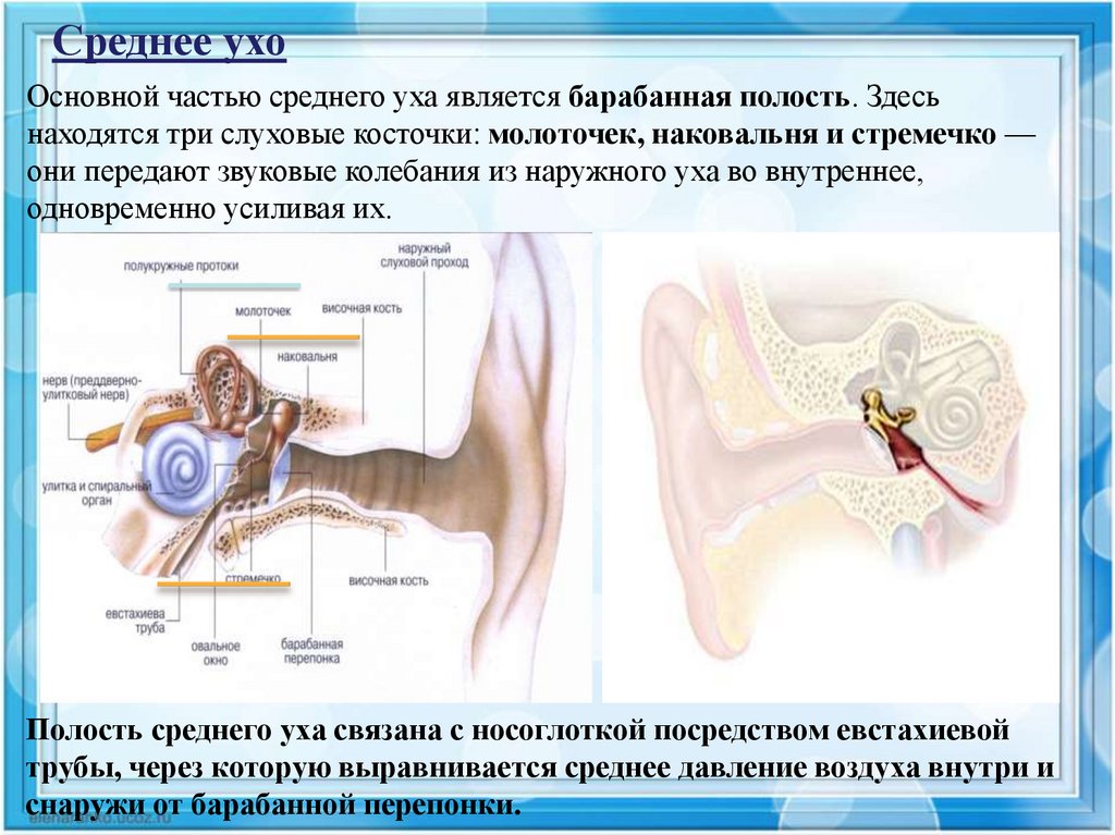 Воздух заполняет наружное ухо. 3 Слуховые косточки (наковальня, молоточек и стремечко). Среднее ухо. Уши орган слуха. Органы среднего уха.
