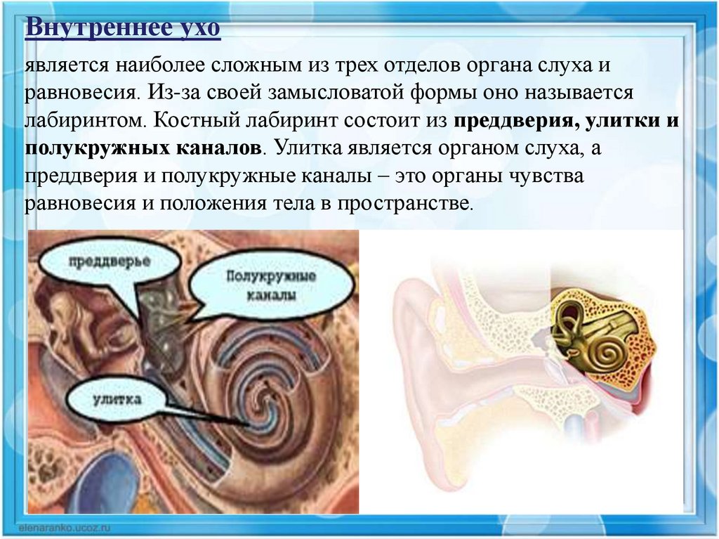 Какое значение имеет слух для животных человека. Презентация на тему органы слуха. Доклад на тему уши. Уши орган слуха.