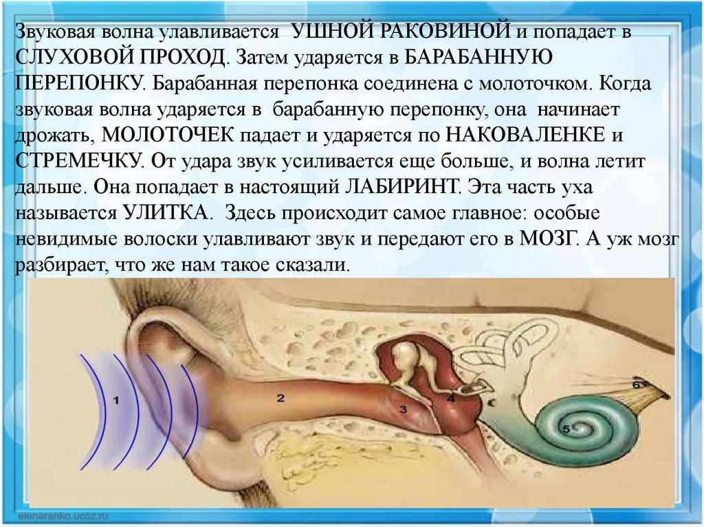 Орган слуха презентация 8 класс