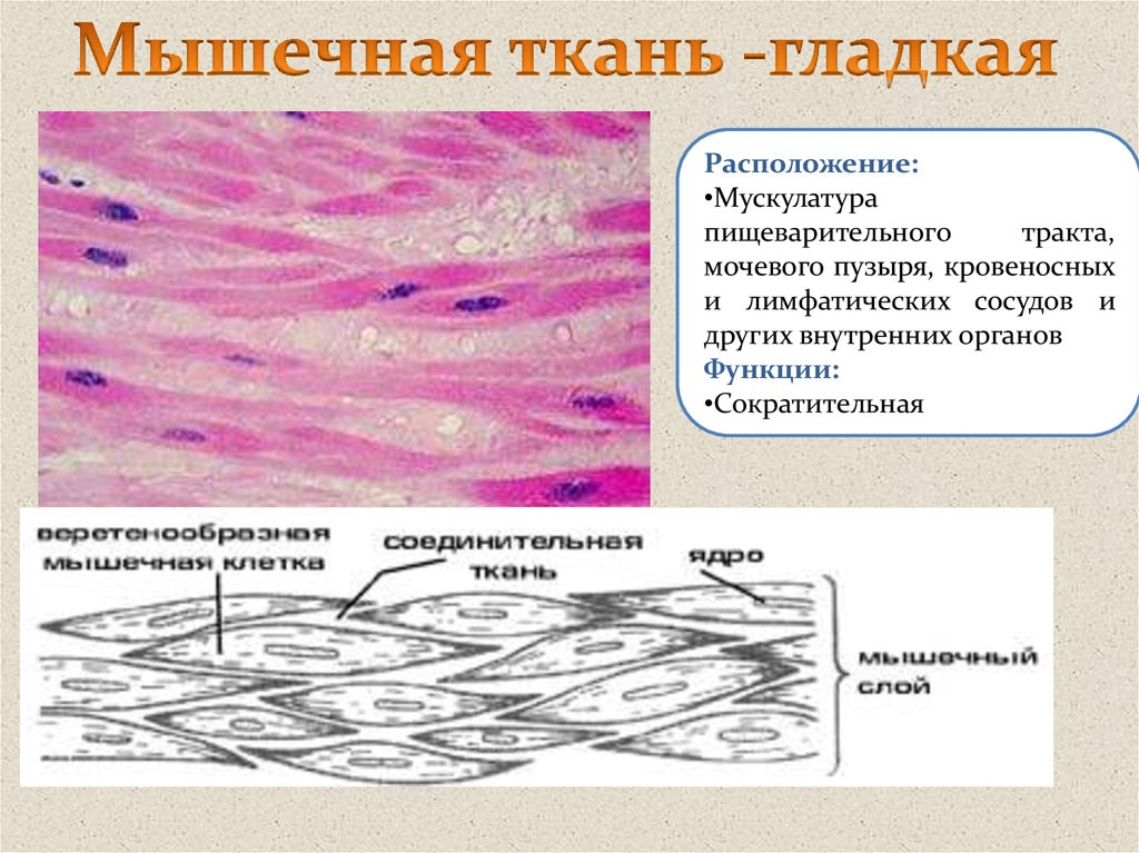 Гладкая мышечная ткань единица