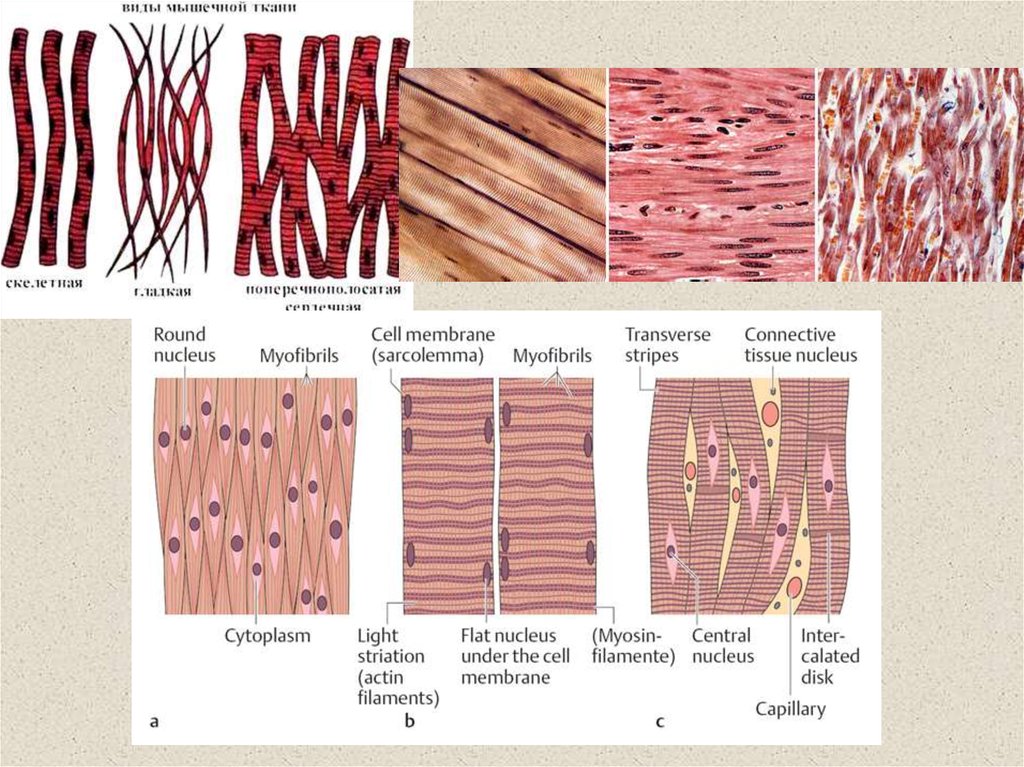 Названия тканей человека. Ткани человека. Типы тканей. Типы тканей человека. Изображения тканей человека.