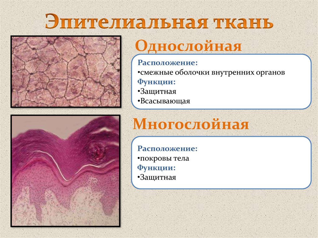 Ткани человека презентация