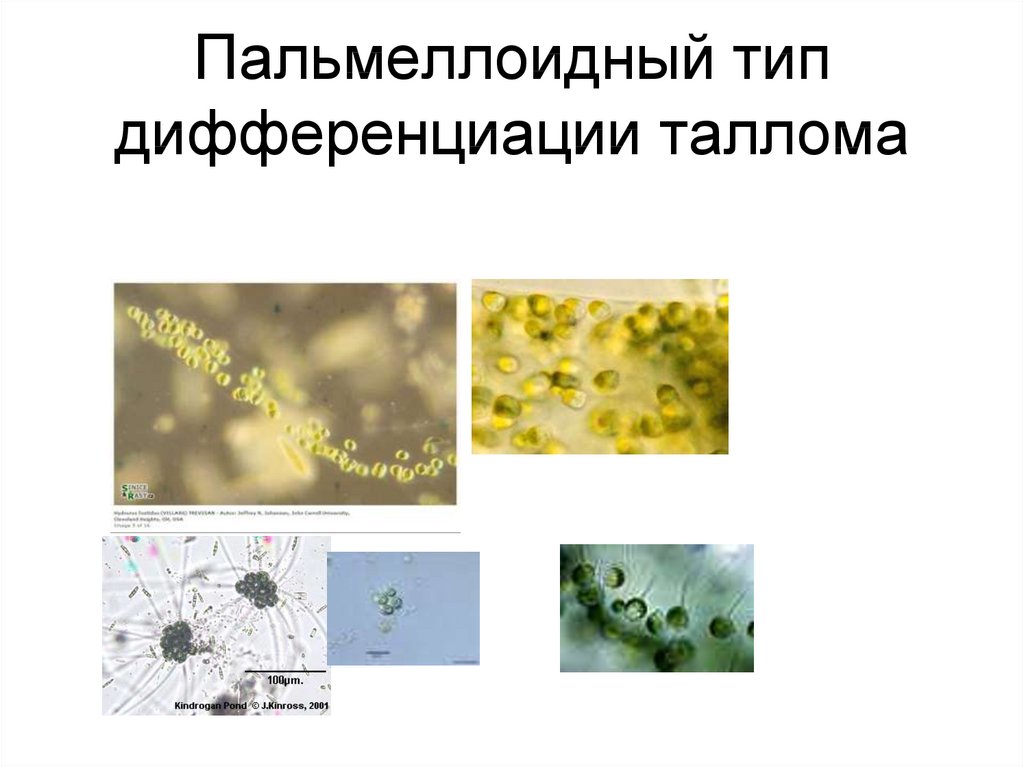 Имеют недифференцированный таллом могут иметь. Гемимонадный Тип таллома. Коккоидный таллом. Пальмеллоидный Тип таллома. Коккоидный Тип дифференциации таллома.