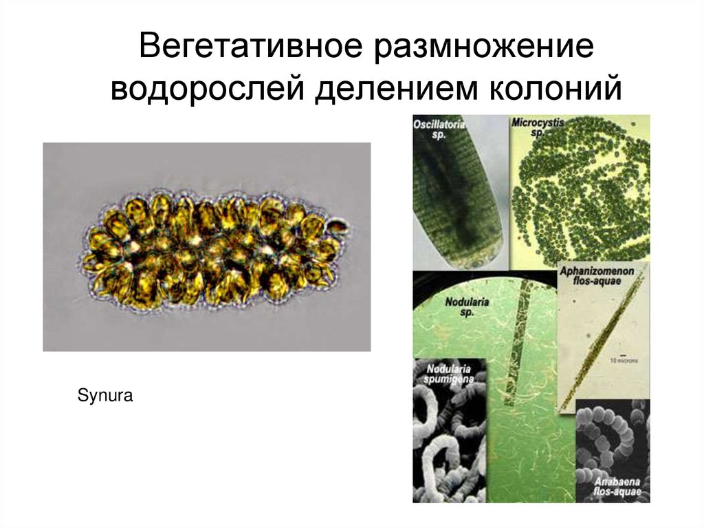 Деление водорослей