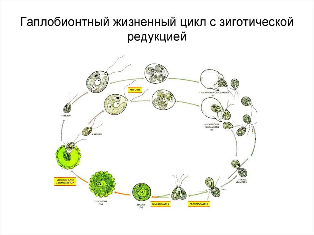 Жизненный цикл соматической клетки. Гаплобионтный жизненный цикл с зиготической редукцией. Схема жизненного цикла с зиготической редукцией. Гаплобионтный жизненный цикл с зиготической редукцией схема. Диплобионтный жизненный цикл.