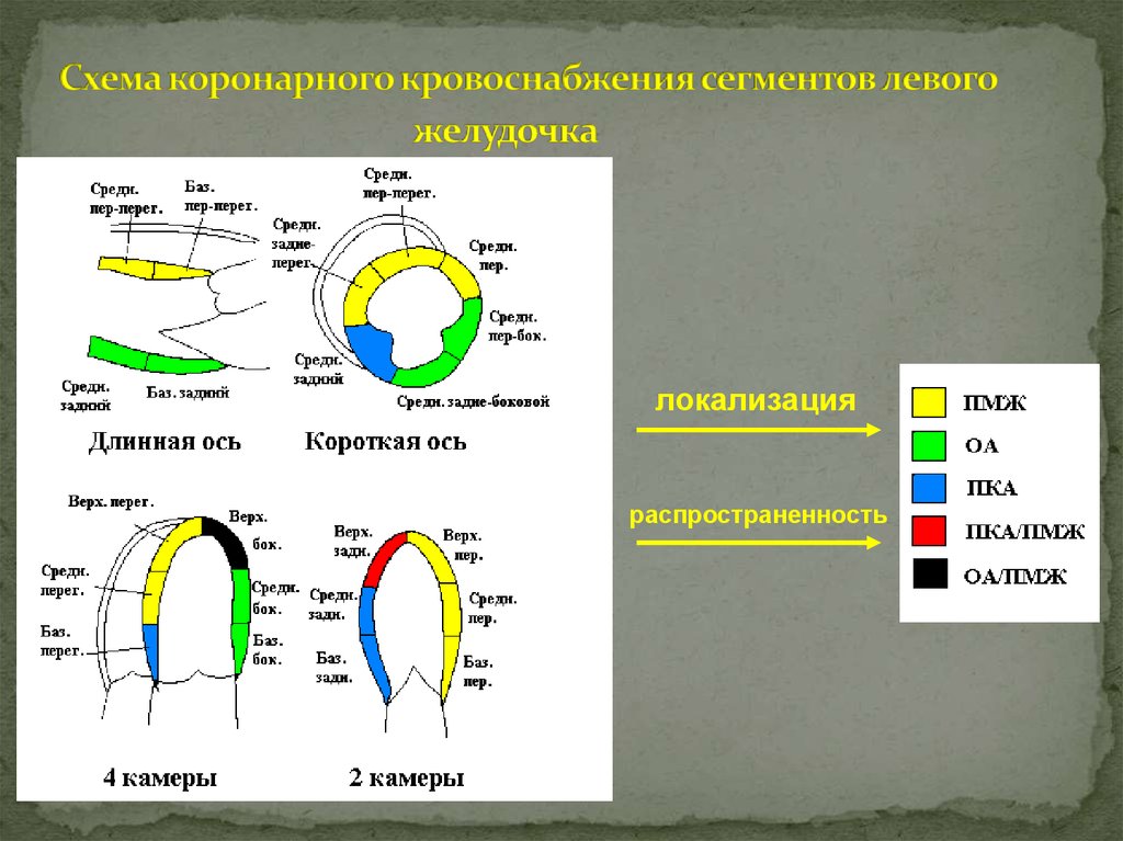 Сократимость лж. Сегментарное строение миокарда ЭХОКГ. 17 Сегментов лж. Сегменты левого желудочка по эхокардиографии. Сегменты левого желудочка на ЭХОКГ.