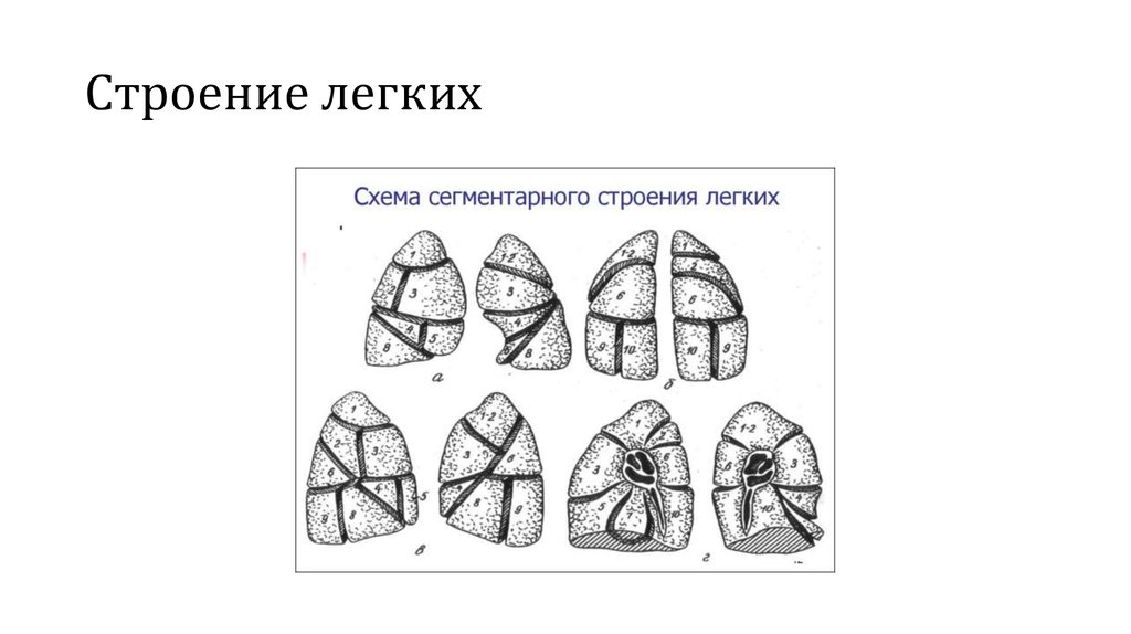 Сегмент правого легкого сколько