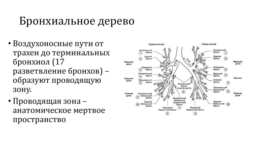 Бронхиальное дерево