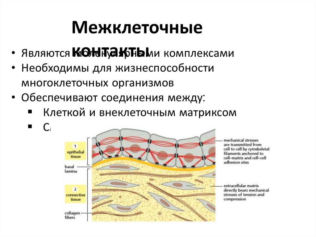 Межклеточное вещество соединительной ткани