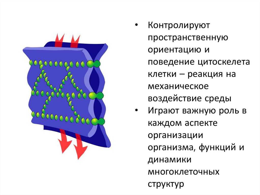 Межклеточные контакты - презентация онлайн