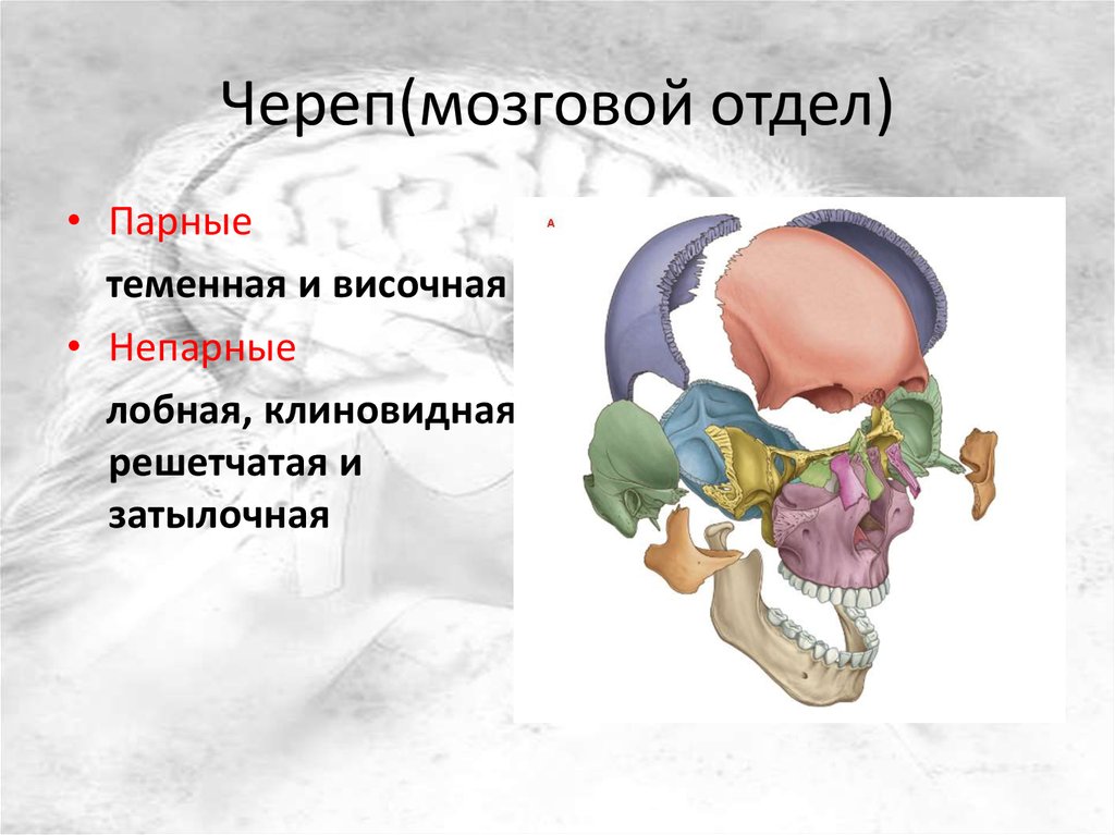 Мозговой отдел. Мозговой череп. Череп анатомия презентация. Кости мозгового черепа презентация.