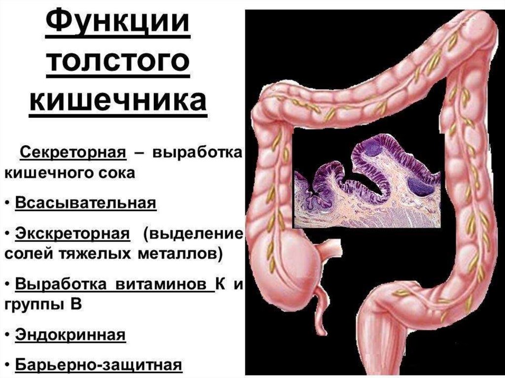 Кишечника счет происходит