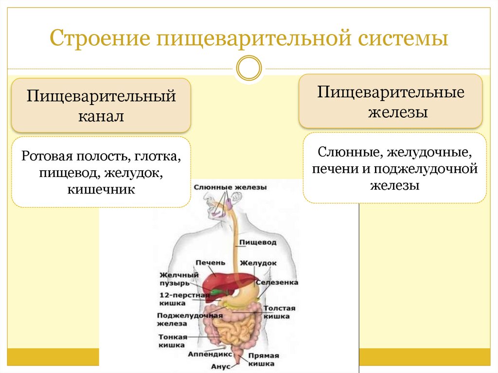 Какие органы входят в пищеварительную систему