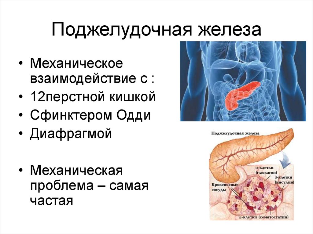 Какова роль поджелудочной железы в организме. Поджелудочная железа анатомия функции. Функциональное строение поджелудочной железы. Строение поджелудочной железы человека анатомия. 12 Перстная кишка и поджелудочная железа.