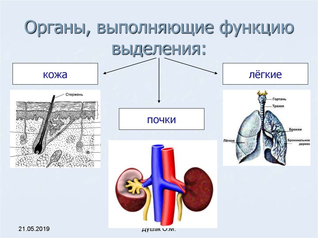 Какие системы органов выполняют выделительную функцию. Система выделения человека. Органы с выделительной функцией.