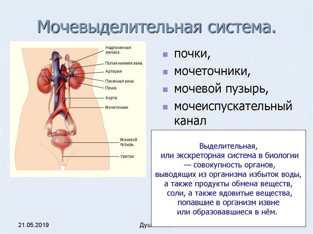 Функция мочевых органов. Мочевая система человека строение и функции. Выделение и выделительная система человека. Мочеполовая выделительная система. Мочеиспускательная система человека 8 класс.