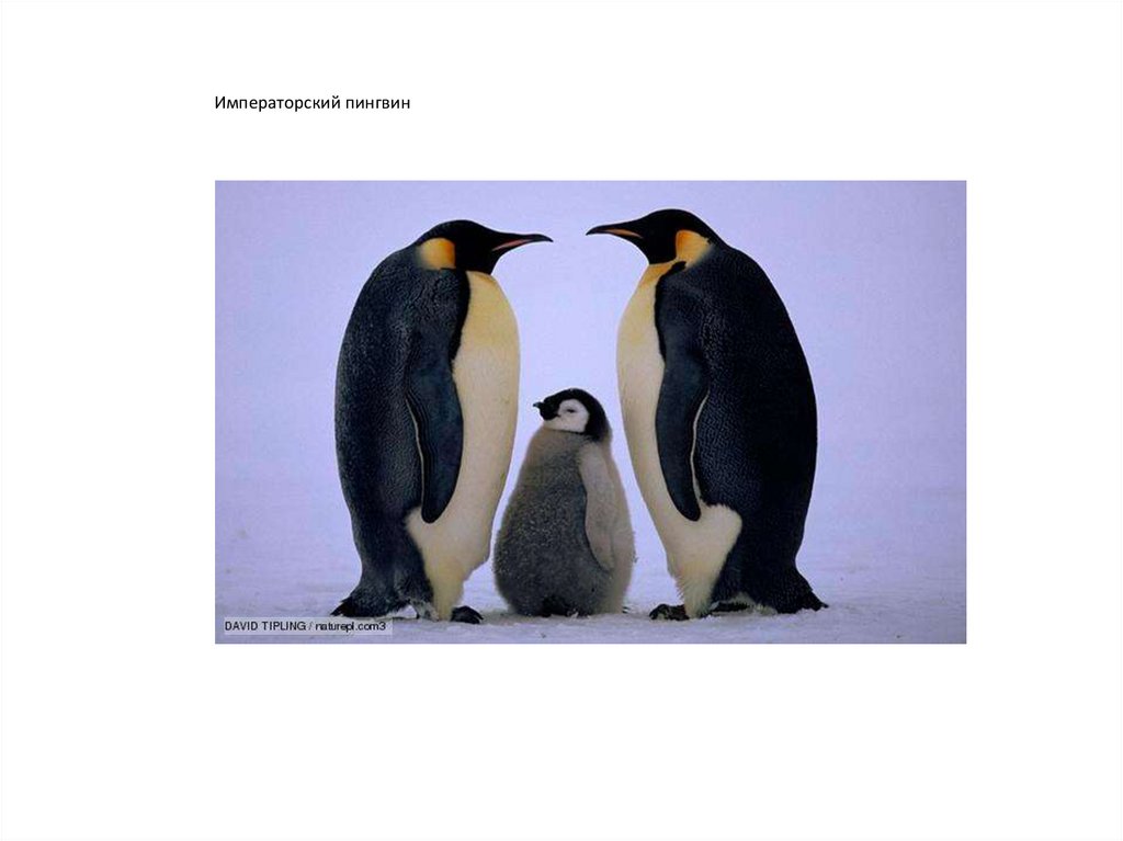У какого пингвина всегда есть действие. Императорский Пингвин красная книга. Интересное о пингвинах для детей. Серая страница Императорский Пингвин. Пингвин красная книга России.