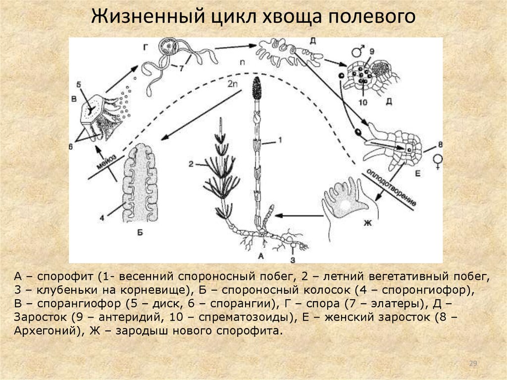 Жизненный цикл хвощей схема