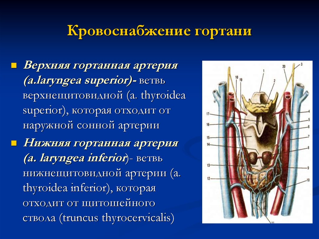 Нерв глотки. Гортань топографическая анатомия. Гортанный нерв топография. Иннервация гортани анатомия. Анатомия гортани кровоснабжение и иннервация.