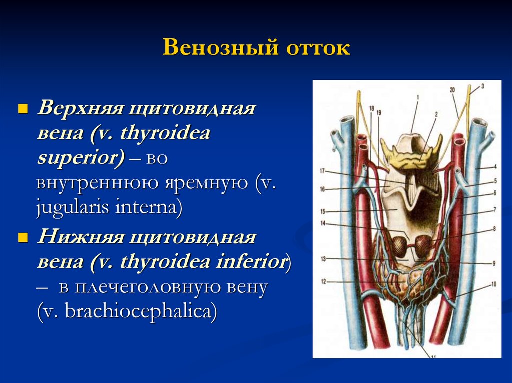 Нерв глотки. Вены щитовидной железы анатомия. Кровоснабжение щитовидной железы венозный отток. Артерии щитовидной железы анатомия.